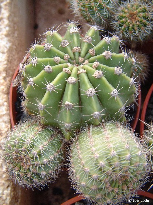 Echinopsis eyriesii ex intricatissima JLcoll.1417